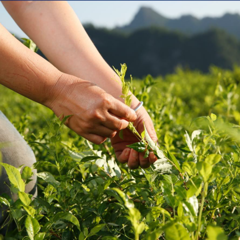 预售-茅岩莓茶-500克装包邮