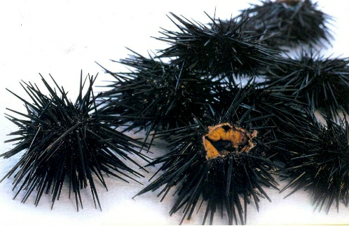 预售-荣成海胆-500克装包邮