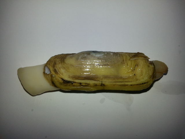预售-莱阳缢蛏-500克装包邮