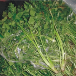 预售-蕲春芹菜-五斤装包邮