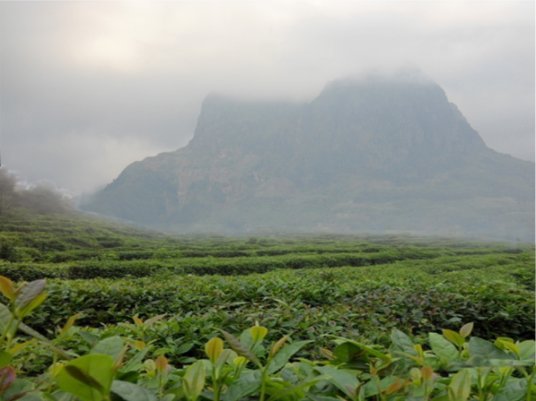 预售-覃塘毛尖茶-500克装包邮