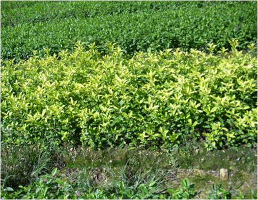 预售-诸城绿茶-500克装包邮