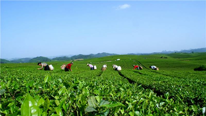 预售-贵州绿茶-500克装包邮