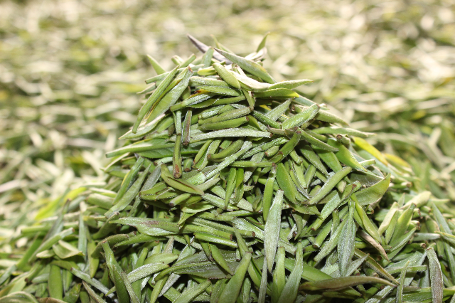 预售-远安黄茶-500克装包邮