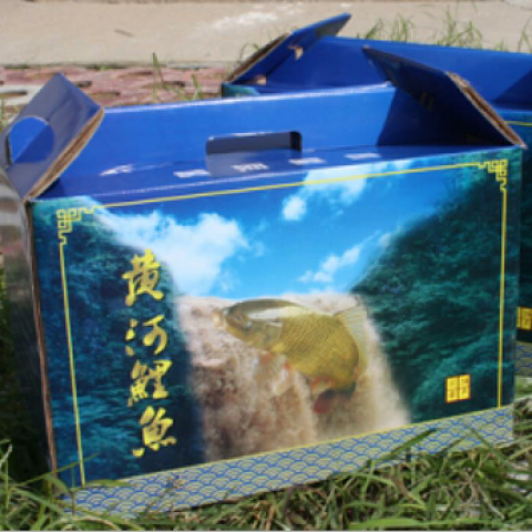 预售-郑州黄河鲤鱼-500克装包邮