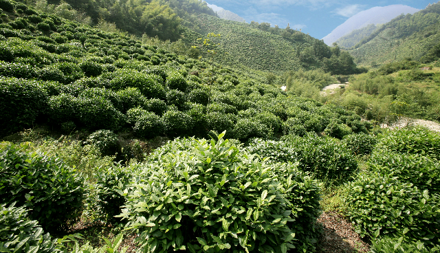 预售-金山时雨茶-500克装包邮