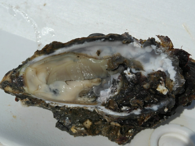 预售-金州海蛎子-500克装包邮