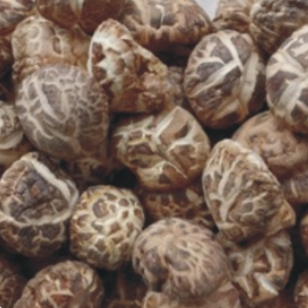 预售-钟祥香菇-500克装包邮