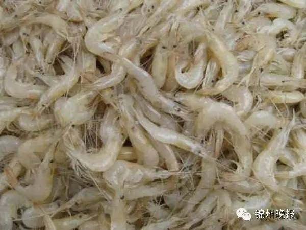 预售-锦州毛虾-500克装包邮