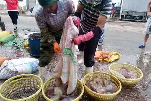 预售-锦州海蜇-500克装包邮