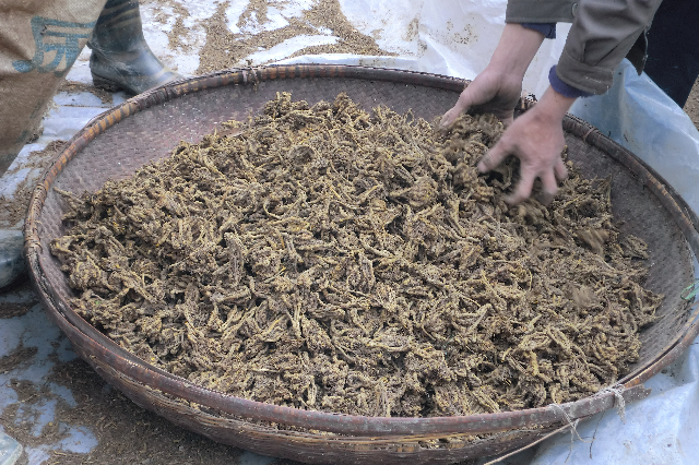 预售-镇坪黄连-500克装包邮