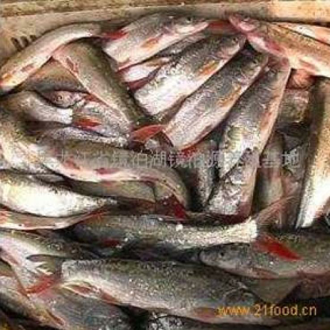 预售-镜泊湖红尾鱼-500克装包邮