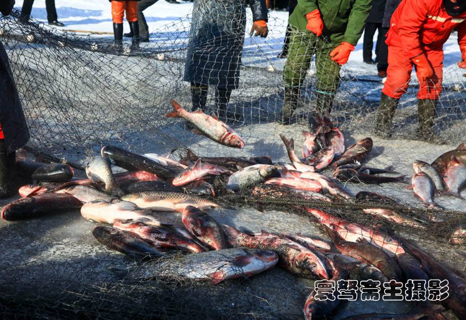 预售-镜泊湖胖头鱼-500克装包邮