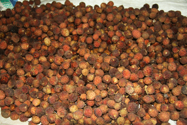 预售-长泰砂仁-500克装包邮