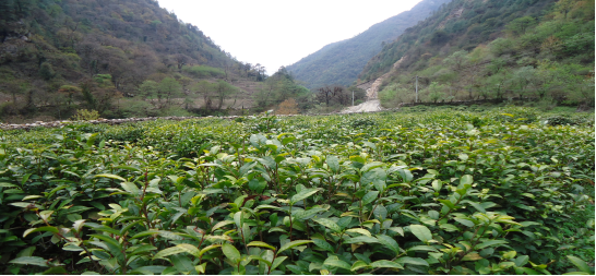 预售-门隅佛芽·玉罗冈吉-500克装包邮