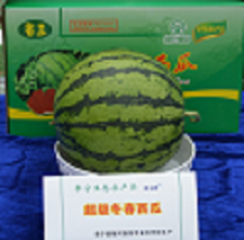 预售-阜宁西瓜-十斤装包邮