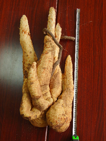 预售-阿拉善肉苁蓉-500克装包邮