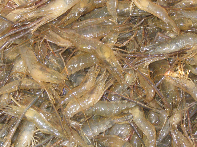 预售-陶辛青虾-500克装包邮