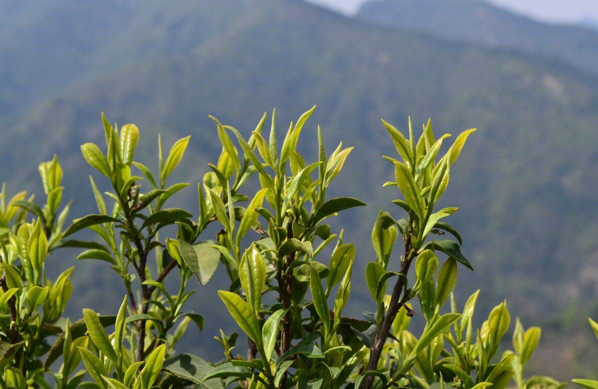 预售-霍山黄芽-500克装包邮
