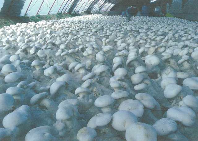 预售-青河阿魏菇-500克装包邮
