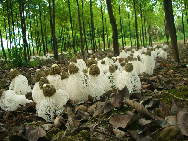 预售-顺昌竹荪-500克装包邮