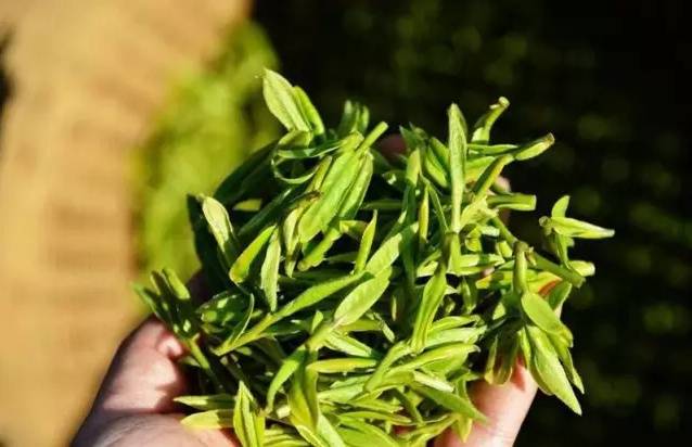 预售-鸠坑茶-500克装包邮