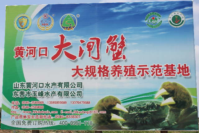 预售-黄河口大闸蟹-500克装包邮