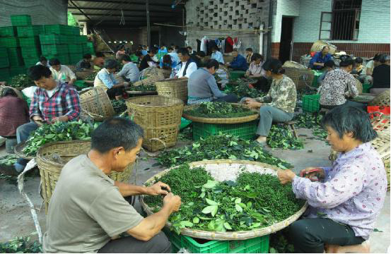 预售-黑竹沟藤椒-500克装包邮