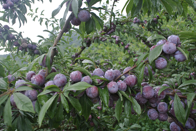 预售-龙滩珍珠李-十斤装包邮